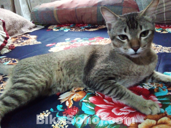 For adoption. Male adult cat